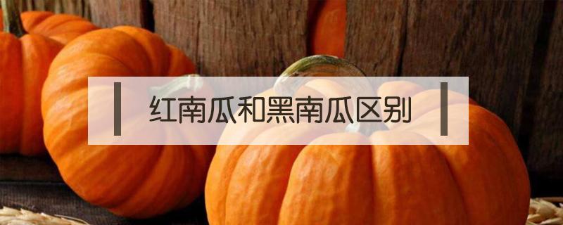 红南瓜和黑南瓜区别 红南瓜和绿南瓜的区别