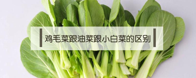 鸡毛菜跟油菜跟小白菜的区别（鸡毛菜是小白菜还是小油菜）