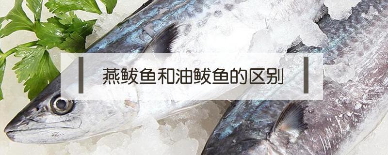 燕鲅鱼和油鲅鱼的区别 油鲅鱼和鲐鲅鱼的区别