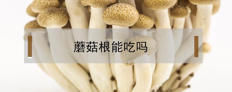 蘑菇根能吃吗