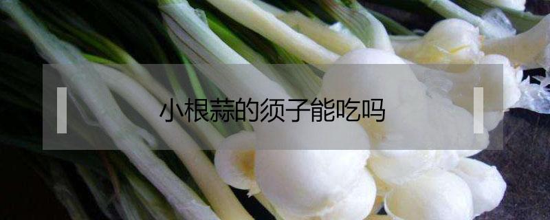 小根蒜的须子能吃吗（小根儿蒜的须子能吃吗?）