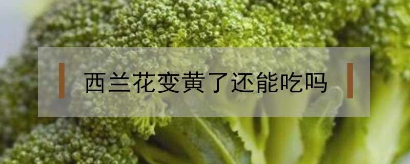 西兰花变黄了还能吃吗（西兰花放冰箱发黄能吃了吗?）