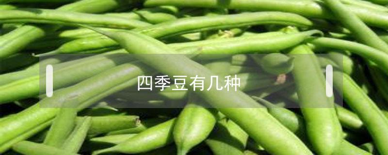 四季豆有几种 四季豆有几种吃法