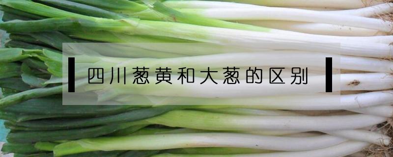 四川葱黄和大葱的区别（东北大葱和四川大葱有区别吗?）