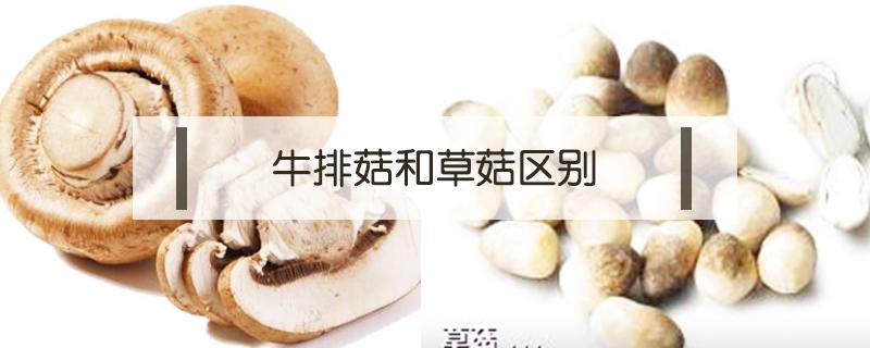 牛排菇和草菇区别（牛排菇和香菇的区别）
