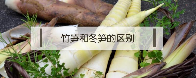 竹笋和冬笋的区别(笋和冬笋有什么区别)