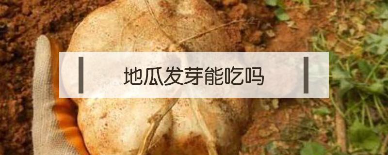 地瓜发芽能吃吗 海南桥头地瓜发芽能吃吗