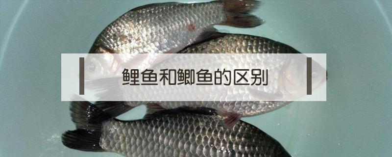 鲤鱼和鲫鱼的区别 草鱼和鲤鱼和鲫鱼的区别