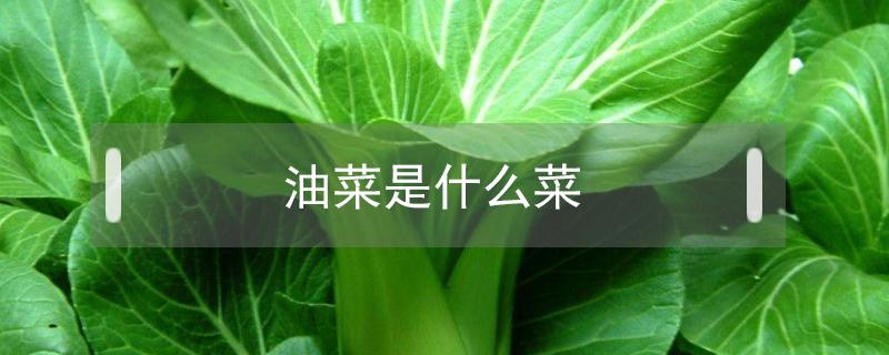 油菜是什么菜 北方油菜是什么菜