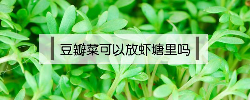 豆瓣菜可以放虾塘里吗?