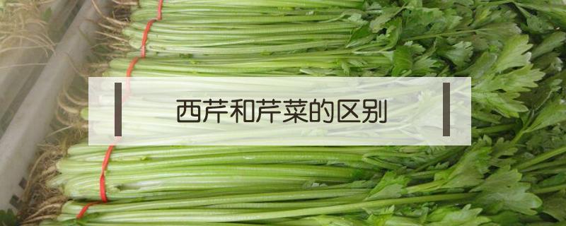 西芹和芹菜的区别（西芹和芹菜的营养区别）