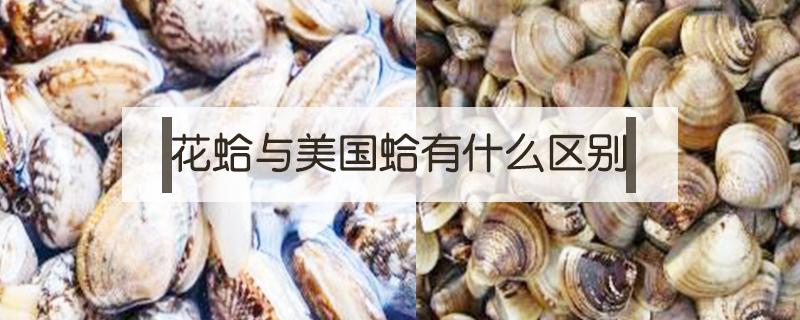 花蛤与美国蛤有什么区别(美国蛤和花蛤区别)