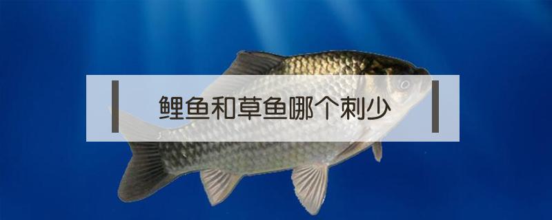 鲤鱼和草鱼哪个刺少（鲤鱼和草鱼哪个小刺少）