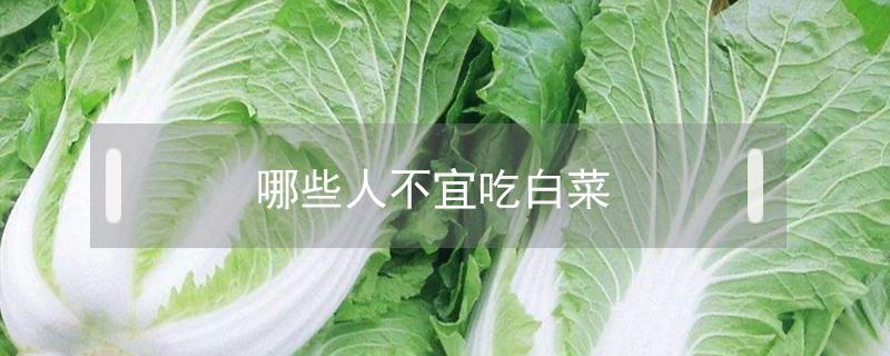 哪些人不宜吃白菜 哪些人不能吃白菜