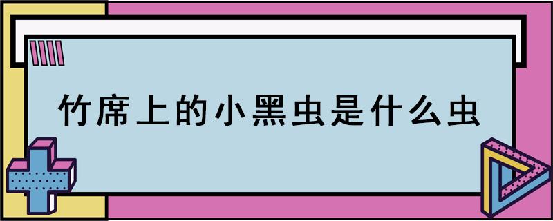 竹席上的小黑虫是什么虫 草席上的小黑虫子是什么虫