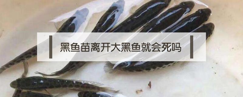 黑鱼苗离开大黑鱼就会死吗 黑鱼苗大量死亡是什么原因