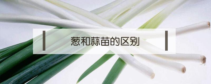 葱和蒜苗的区别 葱与蒜苗的区别