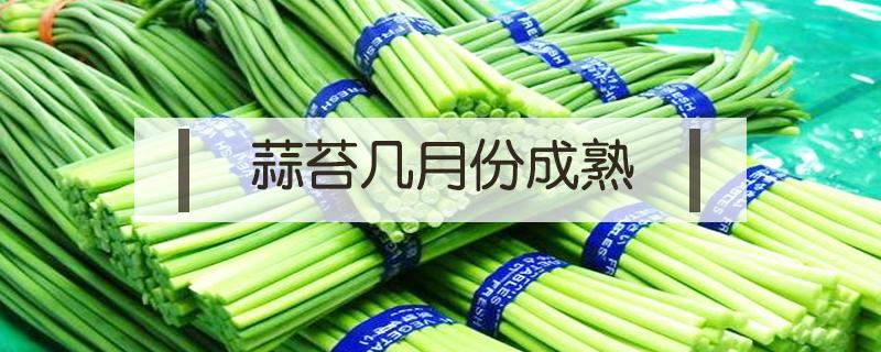 蒜苔几月份成熟（蒜苔是几月份成熟）