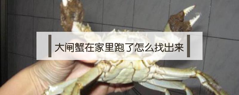 大闸蟹在家里跑了怎么找出来 大闸蟹跑出来找不到怎么办