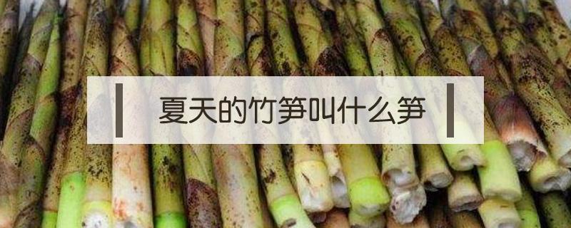 夏天的竹笋叫什么笋 夏天长的笋叫什么笋
