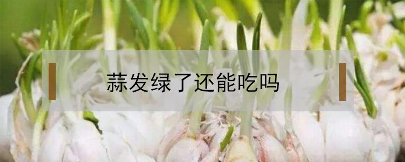 蒜发绿了还能吃吗 蒜头发绿了能吃吗