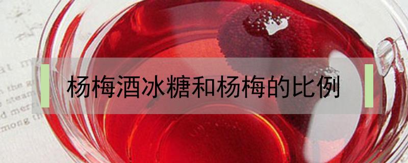 杨梅酒冰糖和杨梅的比例(杨梅冰糖白酒比例)