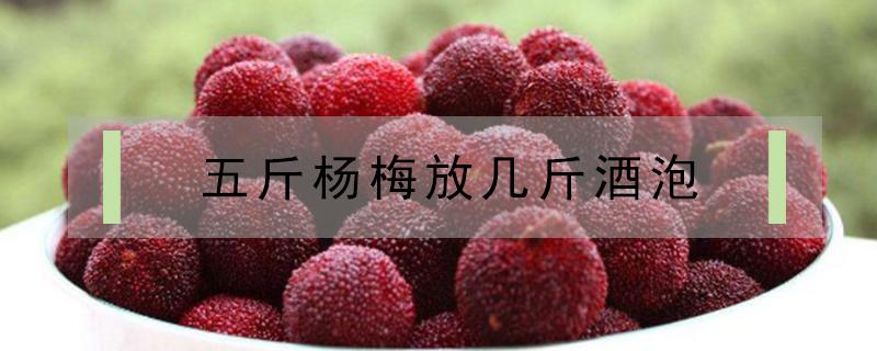 杨梅泡酒需要洗吗 刚摘的杨梅泡酒需要洗吗