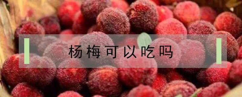 杨梅可以吃吗（减肥杨梅可以吃吗）