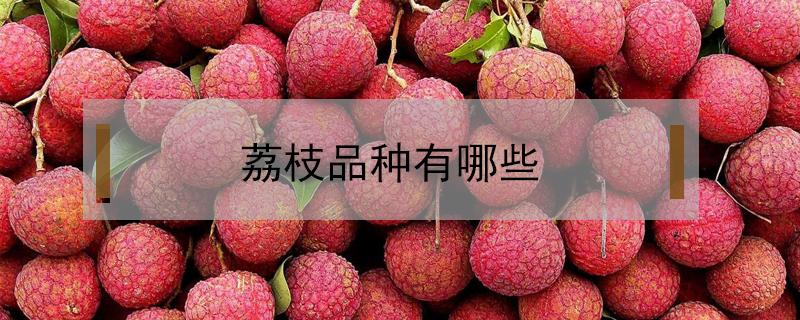 荔枝品种有哪些 早熟荔枝品种有哪些