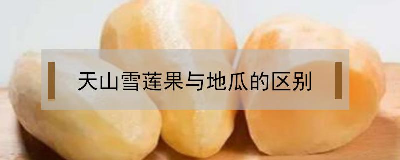 天山雪莲果与地瓜的区别 天山雪莲果与天山雪莲的区别