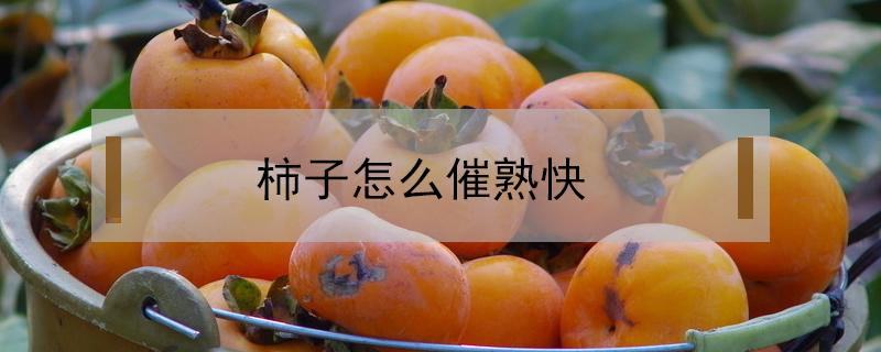 柿子怎么催熟快 怎样催熟柿子更快