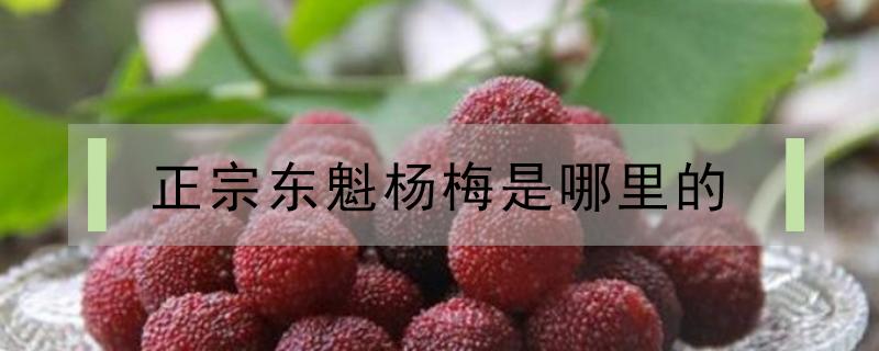 正宗东魁杨梅是哪里的 东魁杨梅长什么样