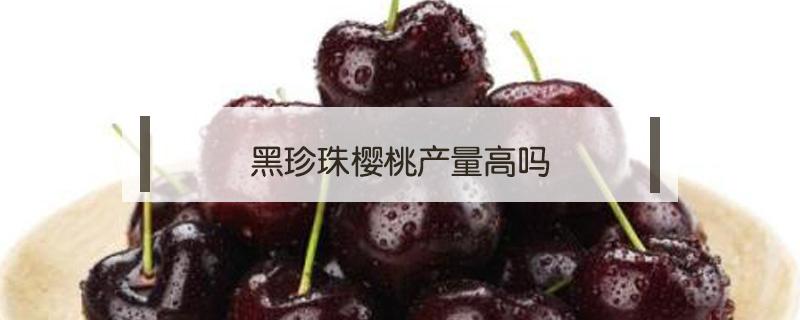 黑珍珠樱桃产量高吗 黑珍珠樱桃哪里产的最好