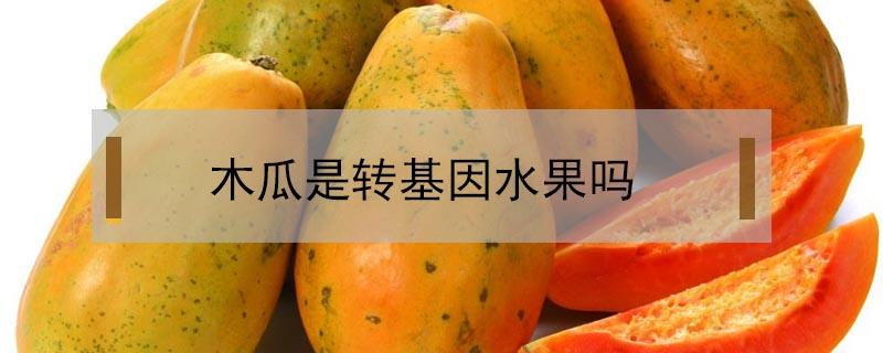 木瓜是转基因水果吗（海南木瓜是转基因水果吗）