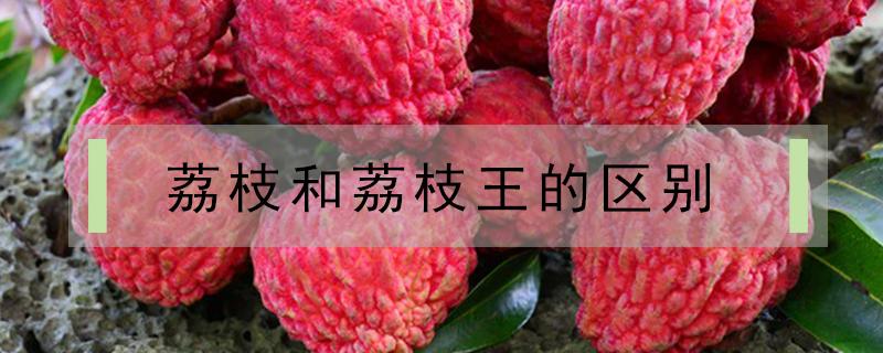 荔枝和荔枝王的区别 荔枝王是荔枝吗