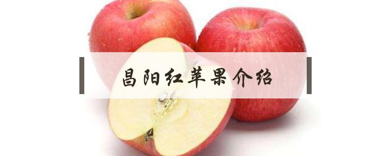 昌阳红苹果介绍(昌阳红苹果几月份成熟)