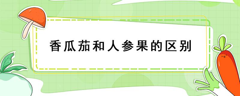 香瓜茄和人参果的区别（人参果和番茄是一类吗）