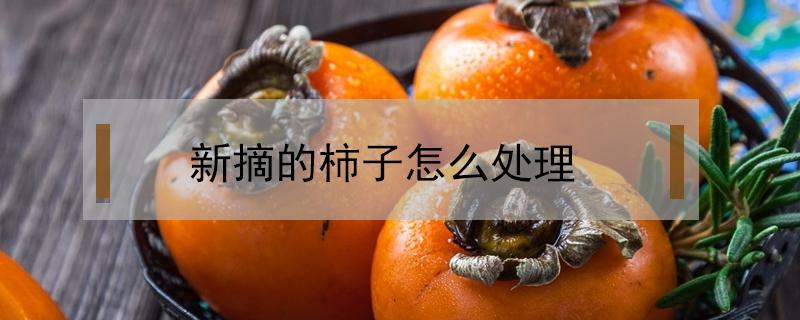 新摘的柿子怎么处理(刚摘下的柿子怎么处理才能吃)