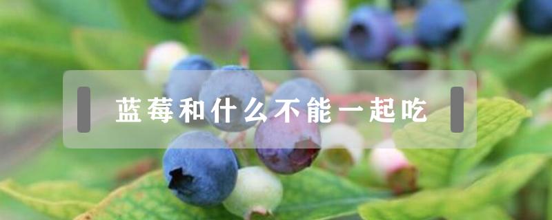 蓝莓和什么不能一起吃 蓝莓和什么不能一起吃吗