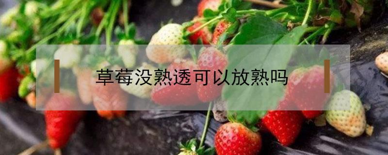 草莓没熟透可以放熟吗 草莓没熟透可以放放吗