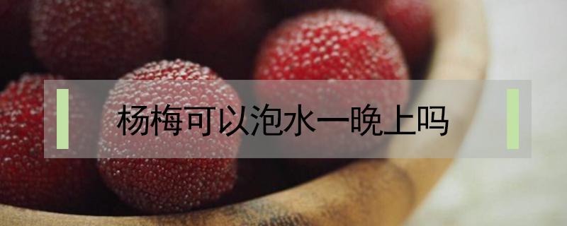 杨梅可以泡水一晚上吗 杨梅可以在水里泡一天吗