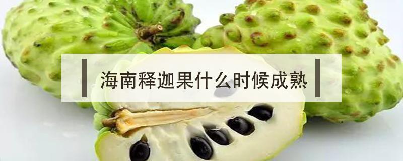 海南释迦果什么时候成熟(广东释迦果什么时候成熟)