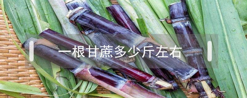 一根甘蔗多少斤左右(一根甘蔗多少斤左右可食用)