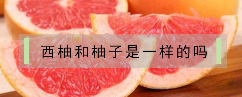 西柚和柚子是一样的吗(西柚和普通的柚子一样吗)