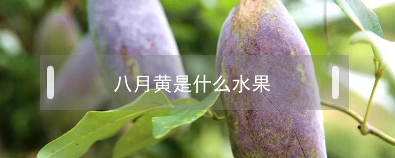 八月黄是什么水果（八月果黄色）