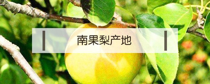 南果梨产地 南果梨产地主要在哪个省
