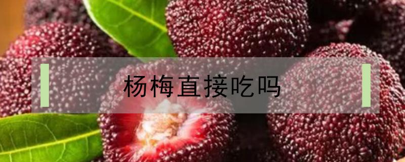 杨梅直接吃吗 杨梅可以直接吃