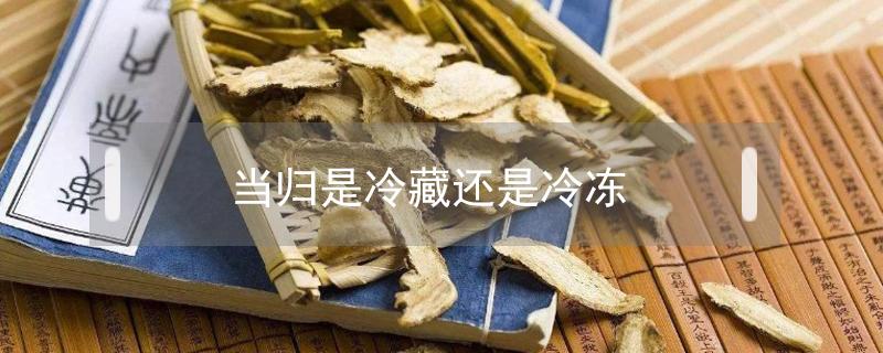 当归是冷藏还是冷冻（新鲜当归是冷藏还是冷冻）