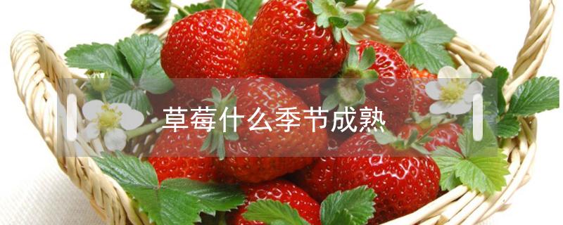 草莓什么季节成熟（葡萄什么季节成熟）