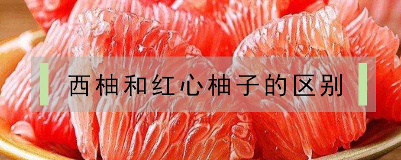 西柚和红心柚子的区别（西柚和红心柚一样吗）